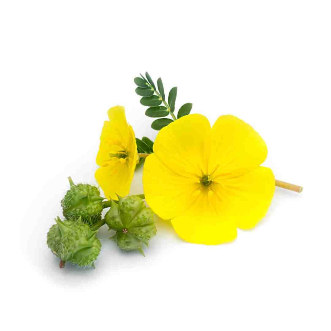 गोखरू